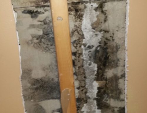 What Causes Mold To Grow?