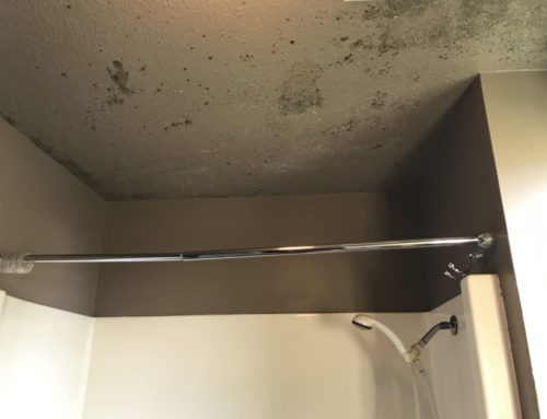 Mold Removal in Bathroom