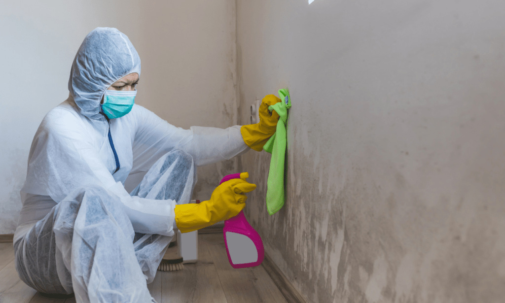 Mold Removal, Complete Home Mold Remediation Services