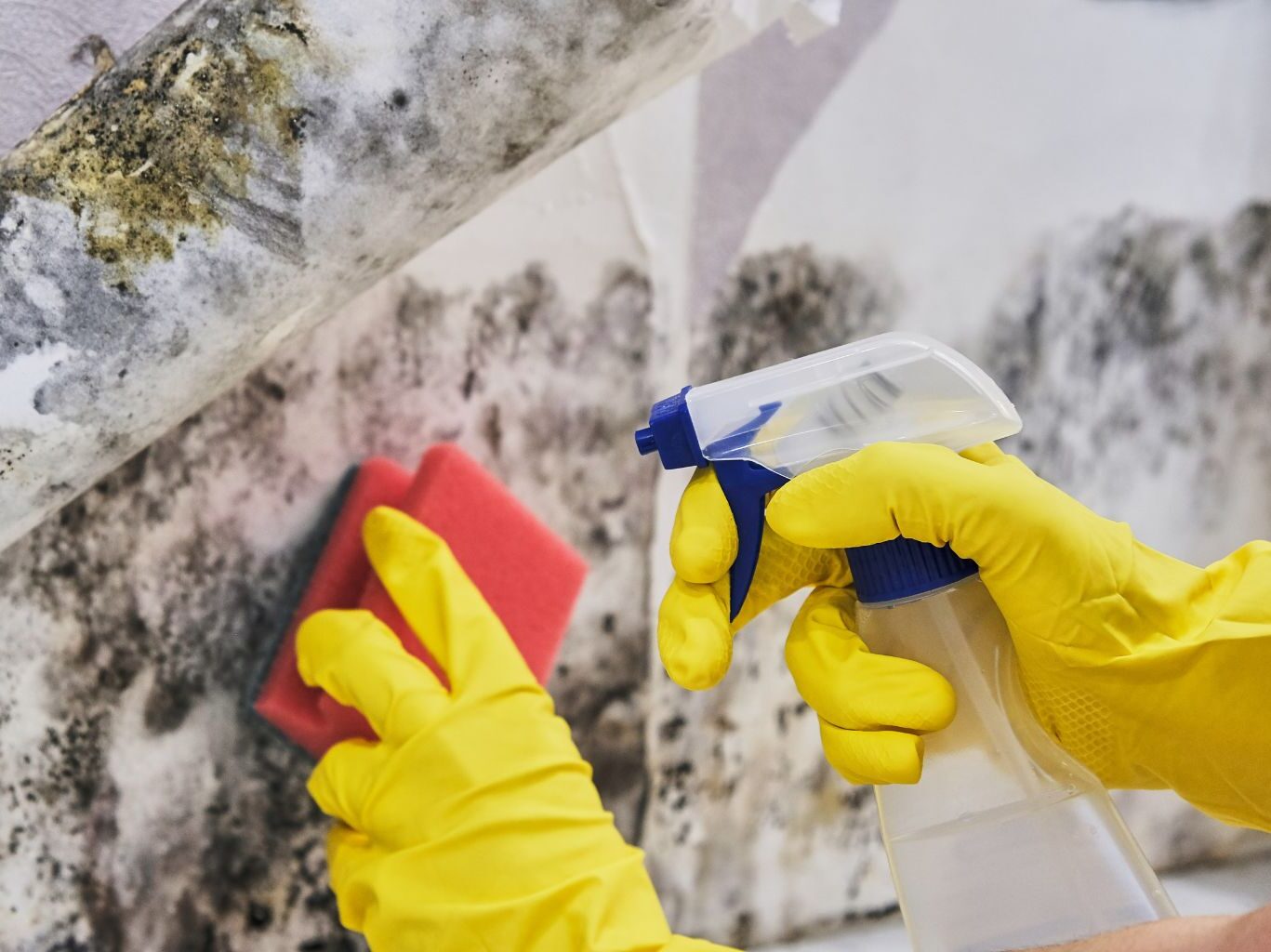 Hands in yellow gloves performing mold restoration on a wall with a red sponge and spray bottle. -PureOneServices