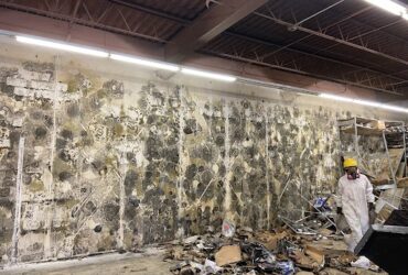 Mildew vs. Mold: Basics, Difference and Comparison