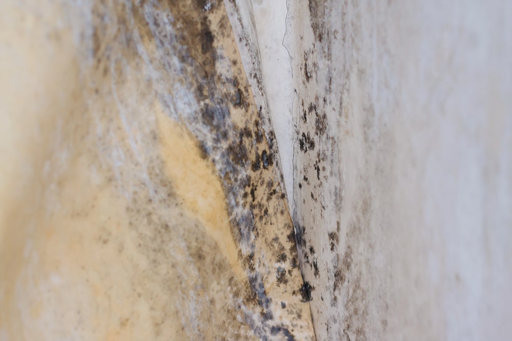 basement mold minneapolis mn